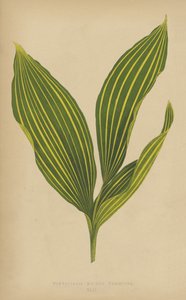 Convallaria Majalis Variegata - English School